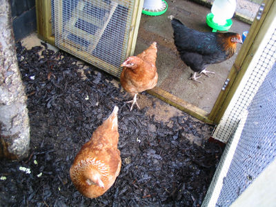 Chickens1