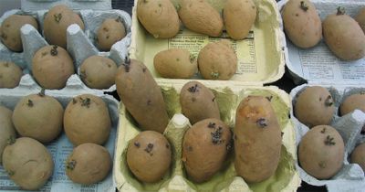 Tatties