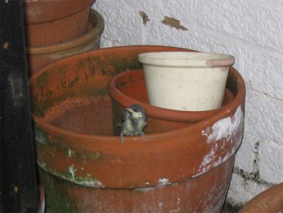 Baby great tit