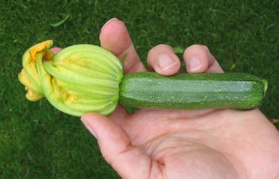 Firstcourgette