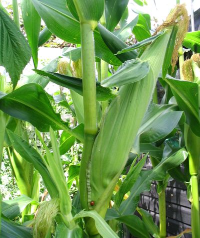 Sweetcorn