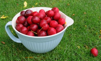 Gathering plums