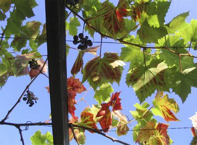 Autumn grapes