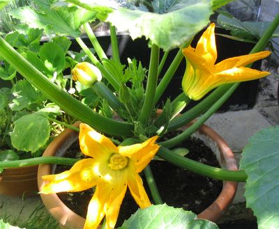 Courgette