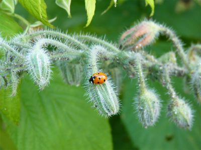 Ladybird2