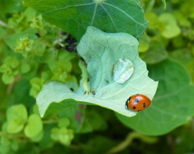 Ladybird