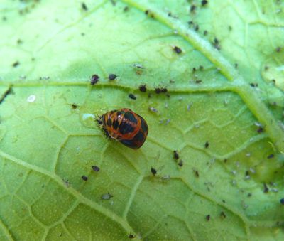 Ladybird pupa