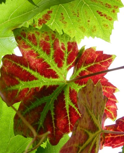 Autumn grapes