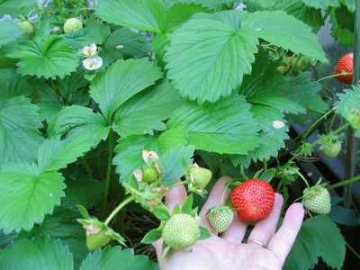 Strawberries