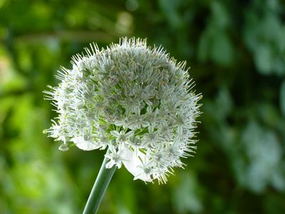 Onion flower