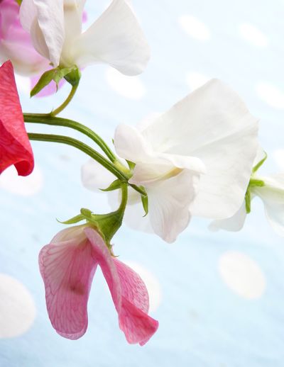 Sweetpeas2