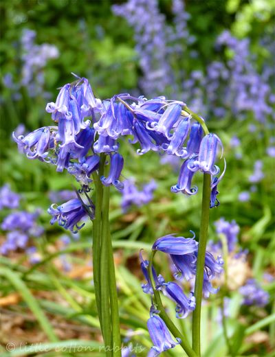 Bluebells