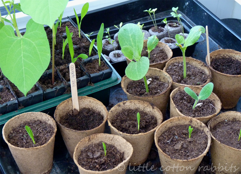 Seedlings