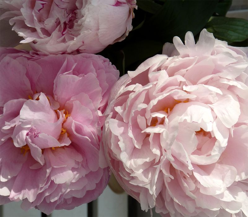 Peonies