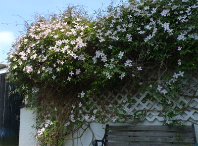 Clematis