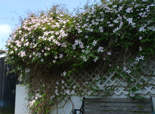 Clematis