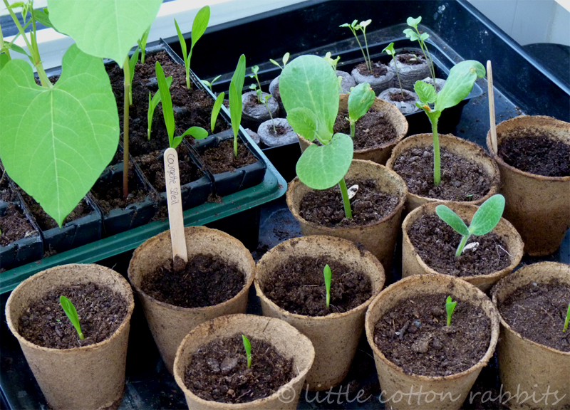 Seedlings