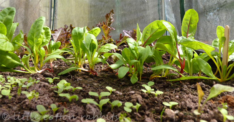 Seedlings2