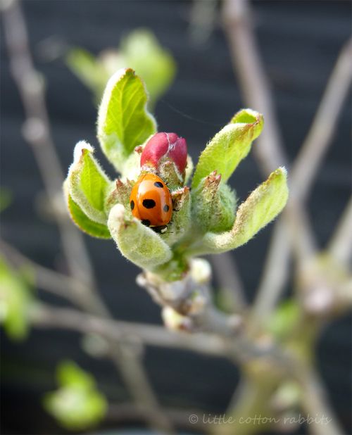 Ladybird