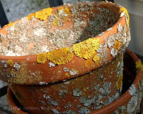 Lichen