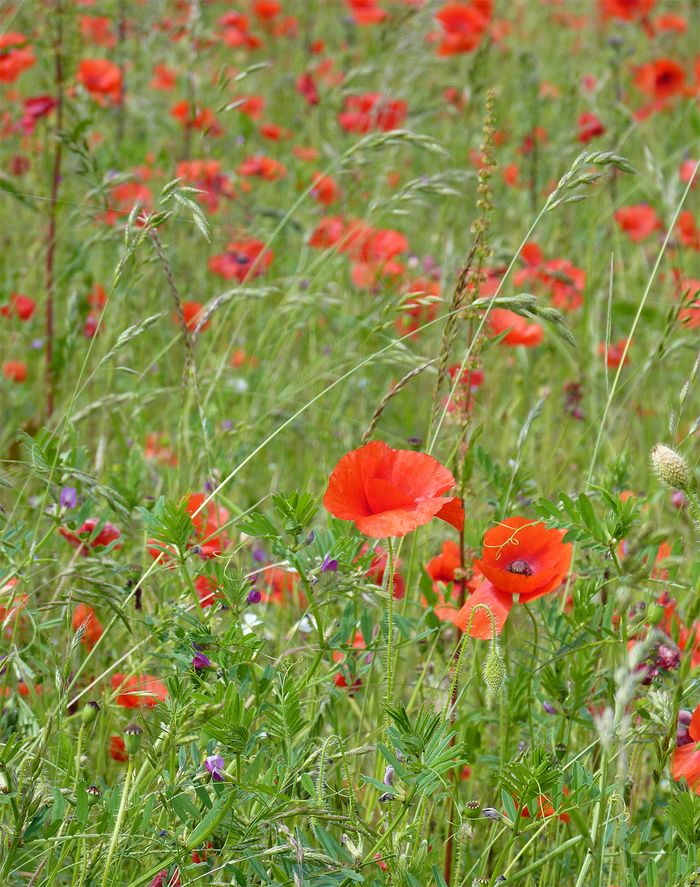 Poppy field