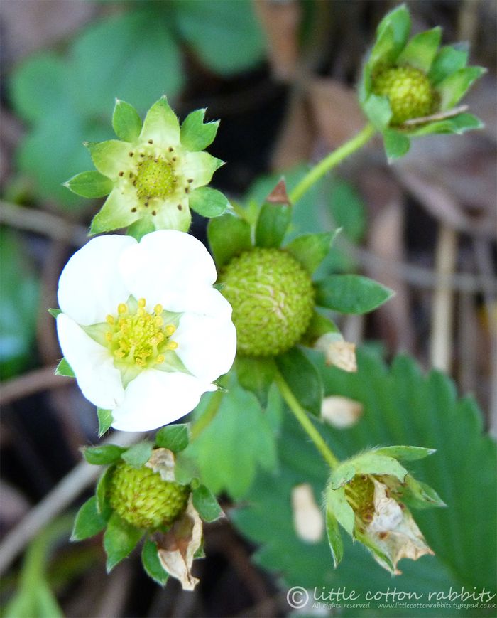 Strawbs