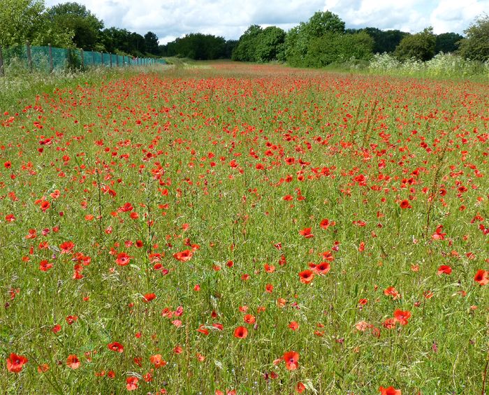 Poppies