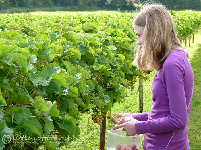 Berrypicking