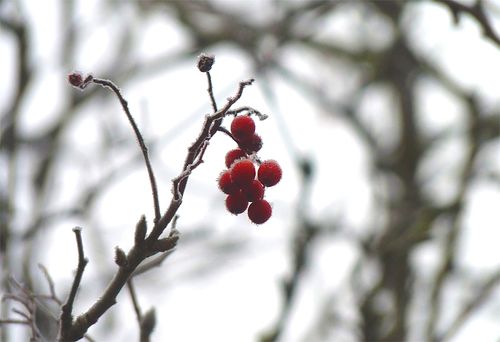 Berries