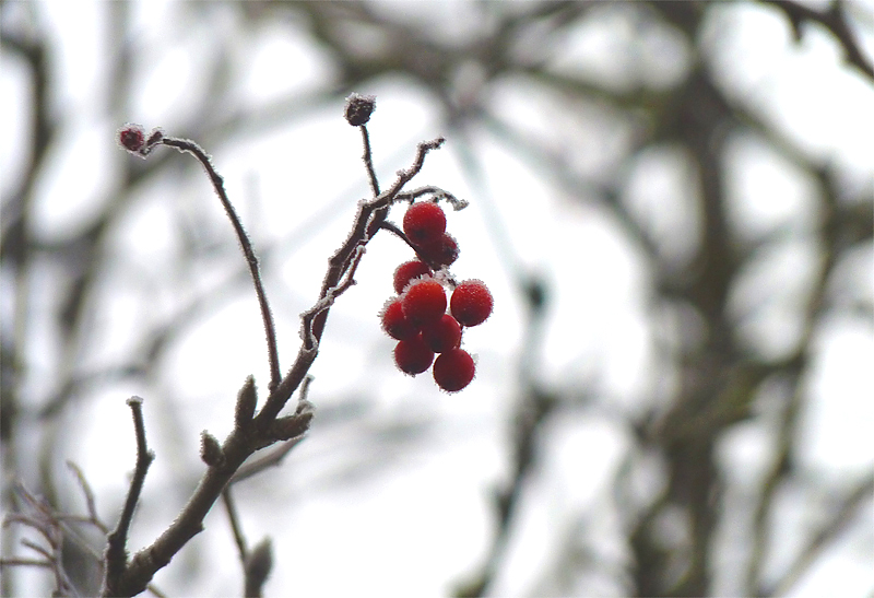 Berries