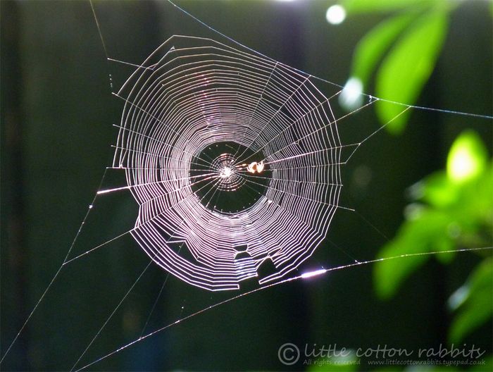 Web 2