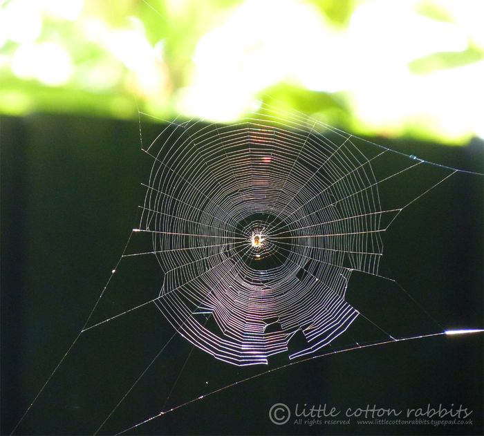 Spiderweb2