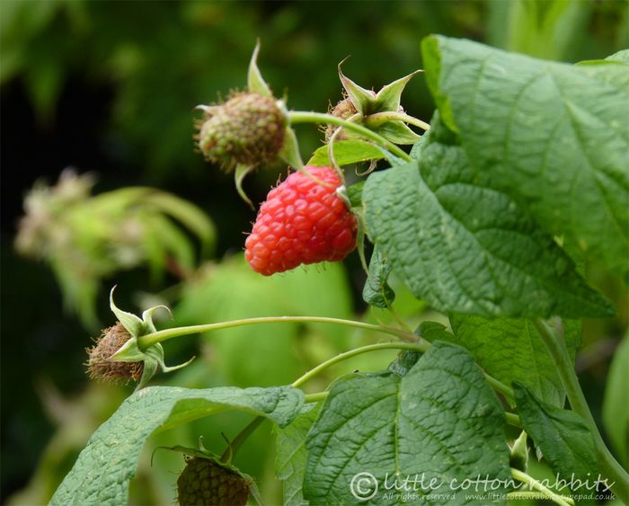 Raspberriesred