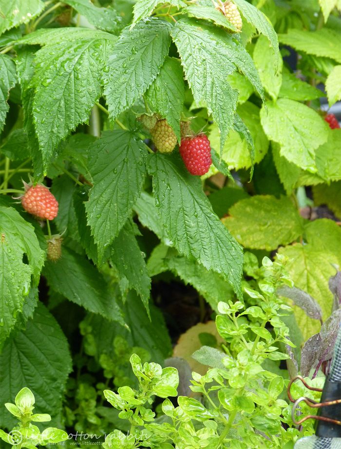 Raspberries