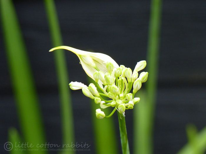 Agapanthus