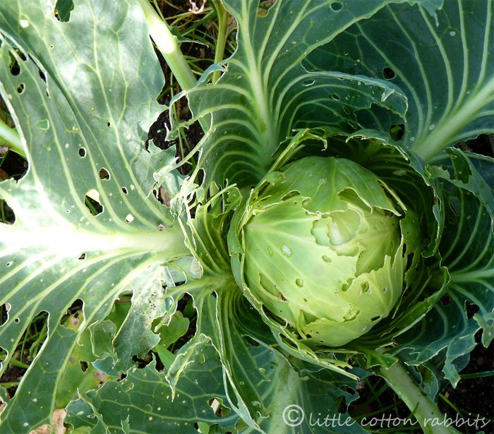 Lacey cabbage