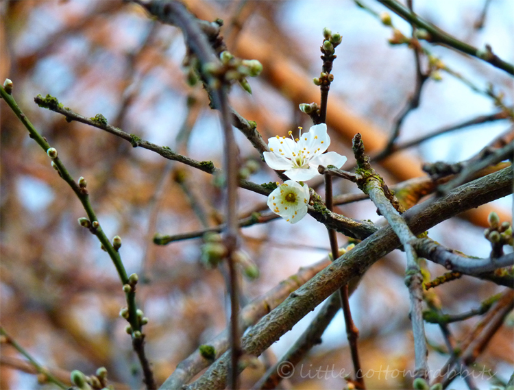 Blossom