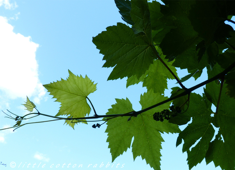 Blueskies