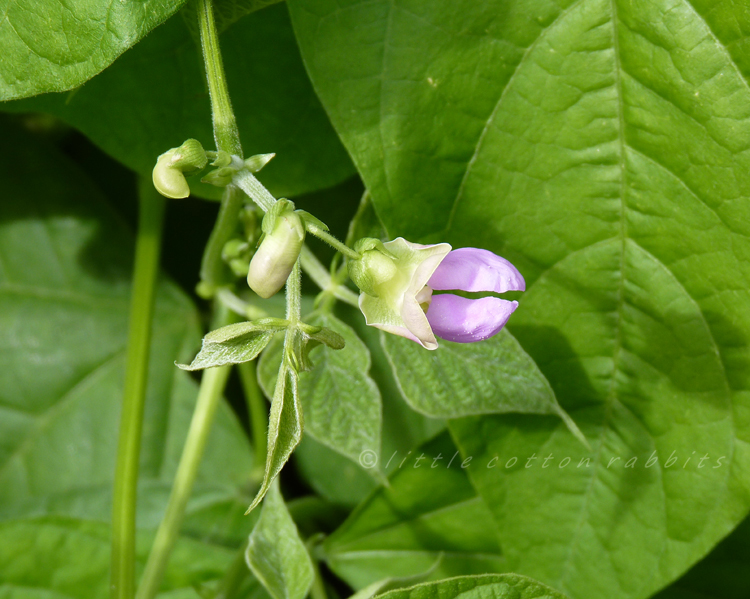 French bean