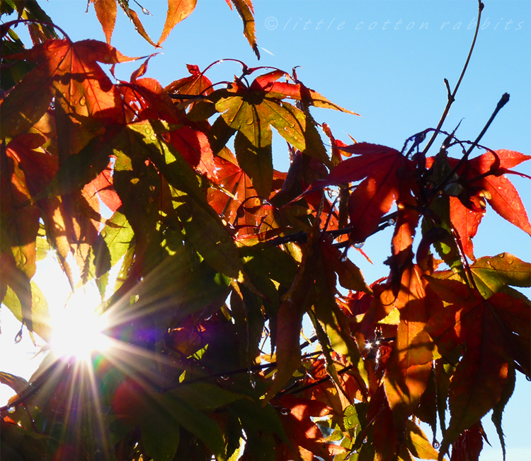 Leaves