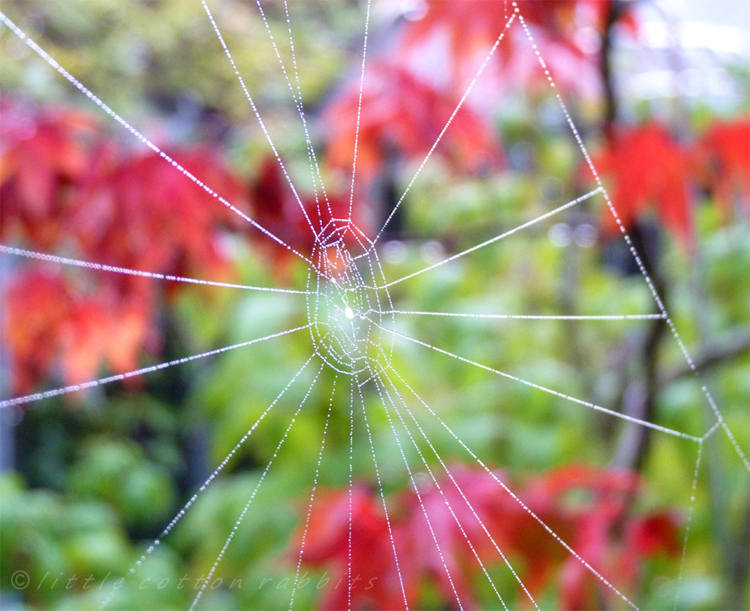 Jewelled web