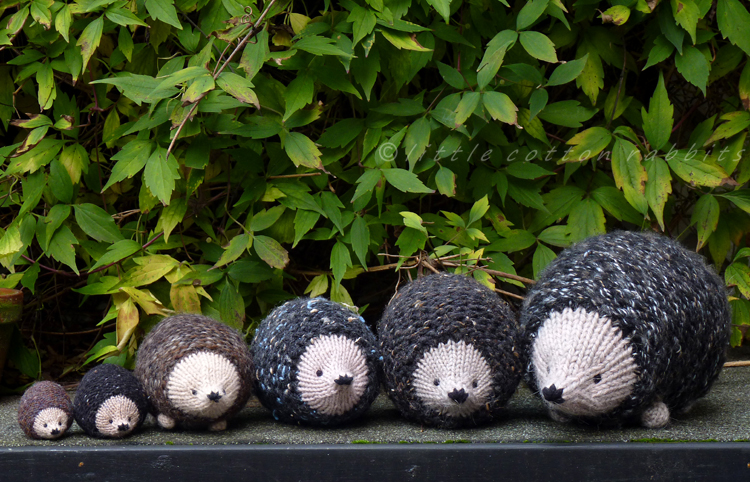 Hedgies2