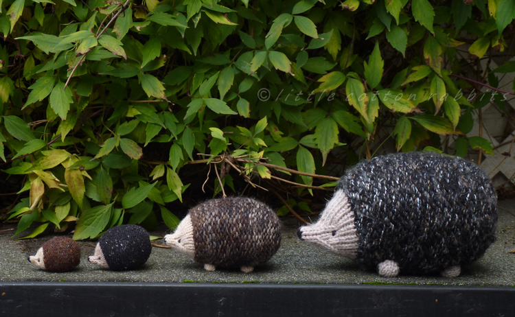 Hedgehogs