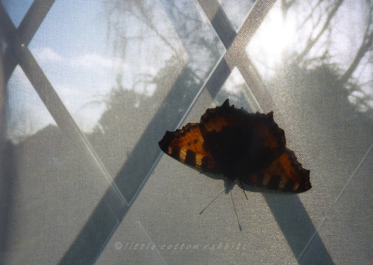 Small tortoiseshell