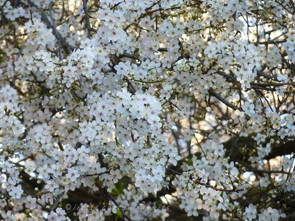 definitely spring - Little Cotton Rabbits