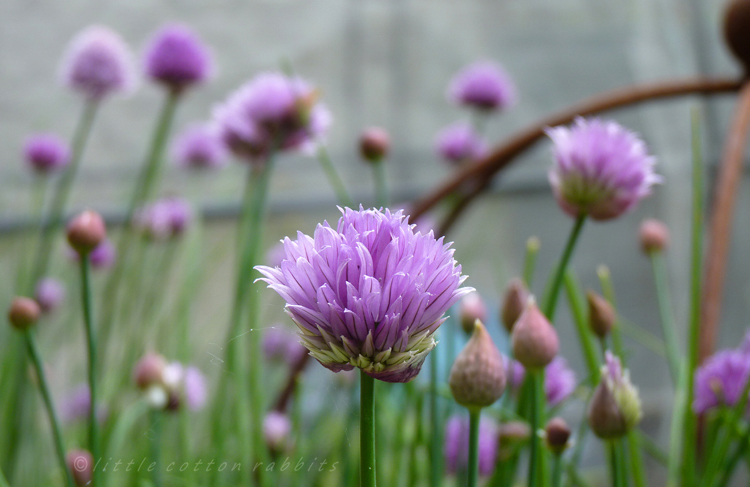 Chives