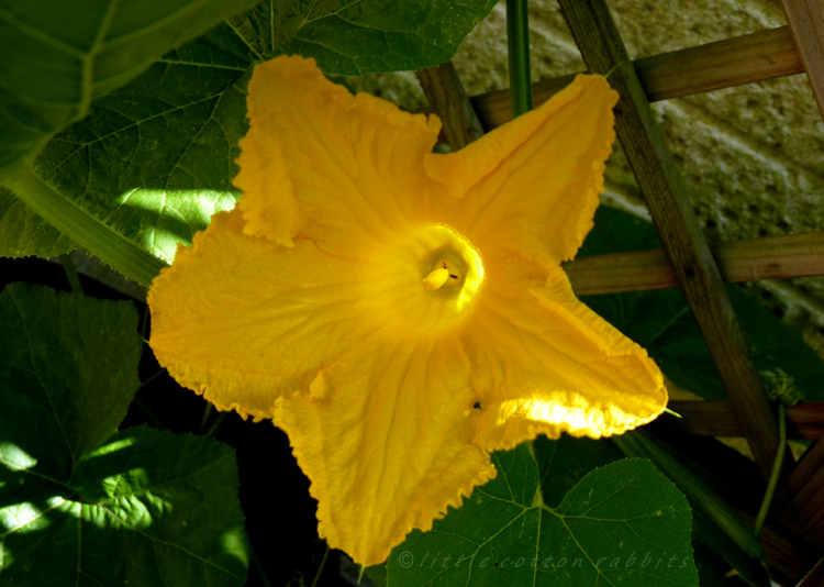 Squashflower