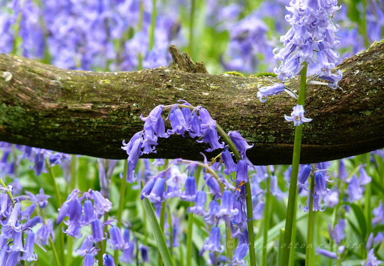 Bluebell