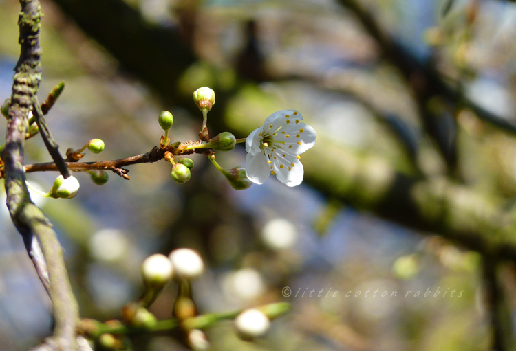 Blossom