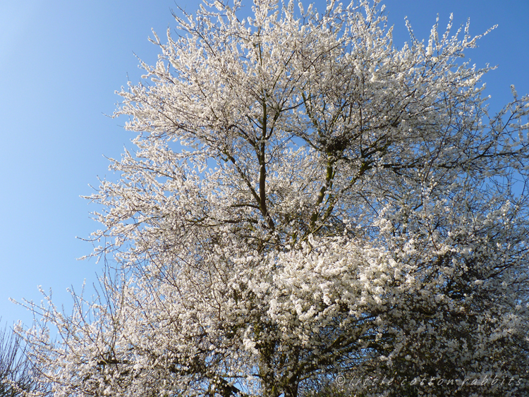 Snowtree